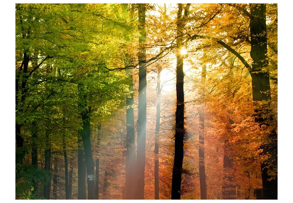 Fototapeta - Piękna jesień-2