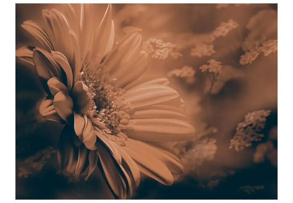 Fototapeta - Gerbera w brązach-2