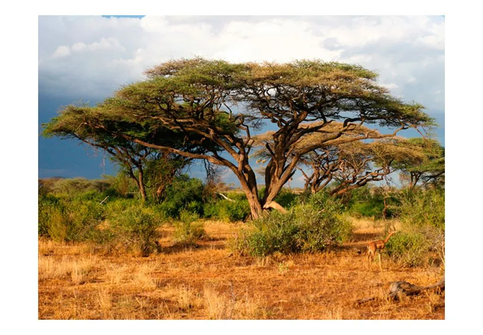  Kenia-1