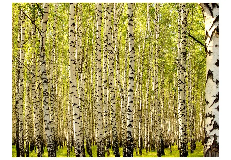 Fototapeta - Las brzozowy-2