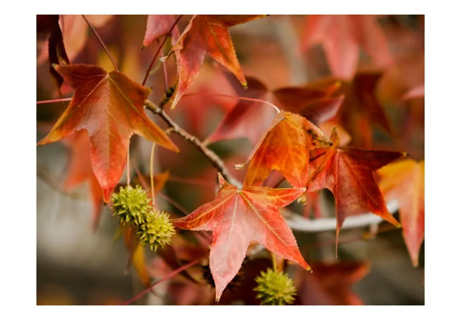 Fototapeta - Chestnut-2