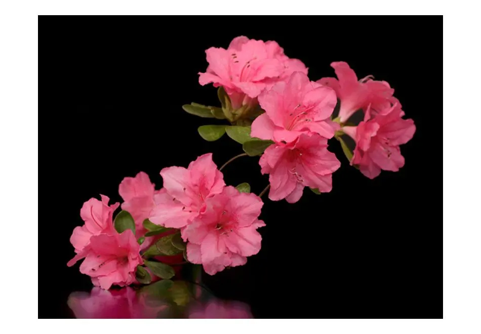 Fototapeta - Azalea in Black-2