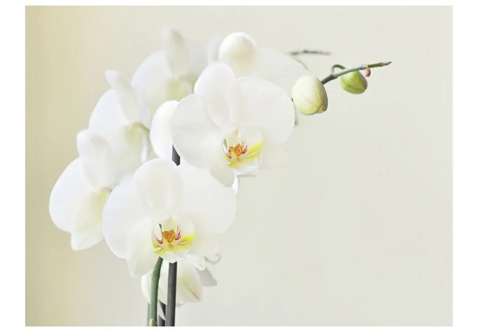 Fototapeta - Biała orchidea-2
