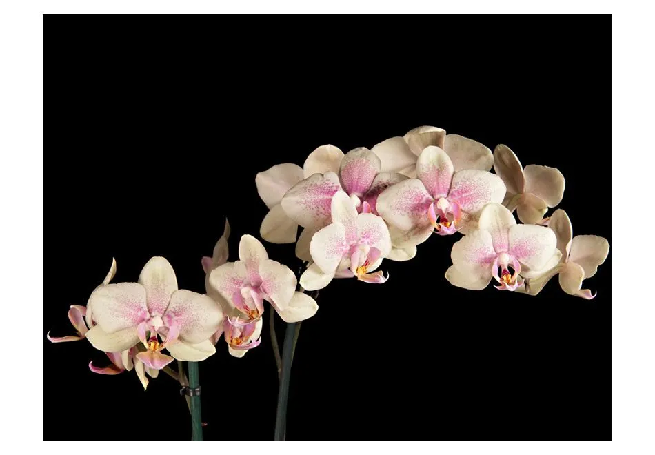 Fototapeta - Kwitnąca orchidea-2