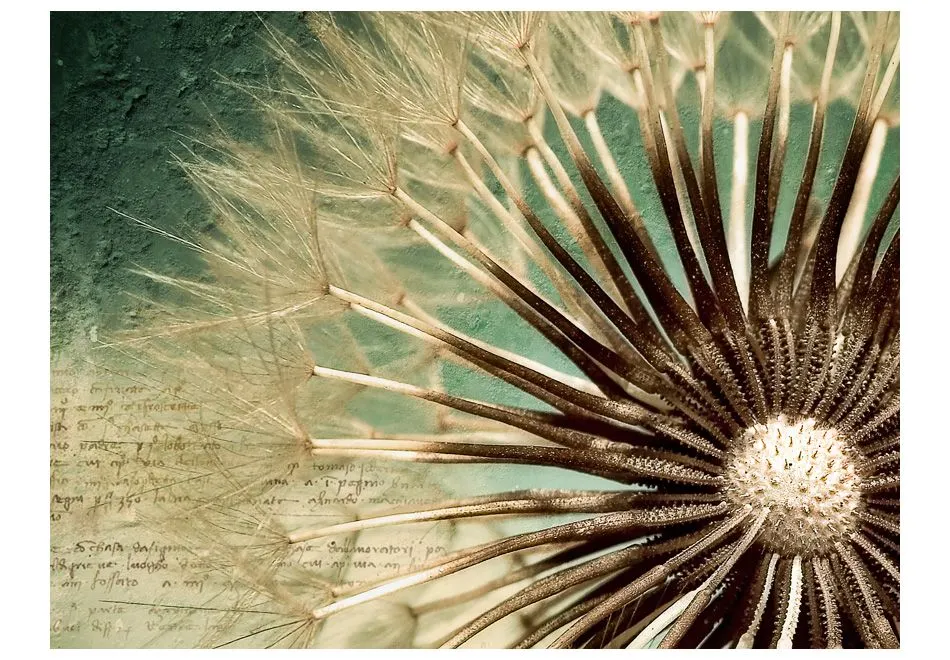 Fototapeta - Focus on dandelion-2