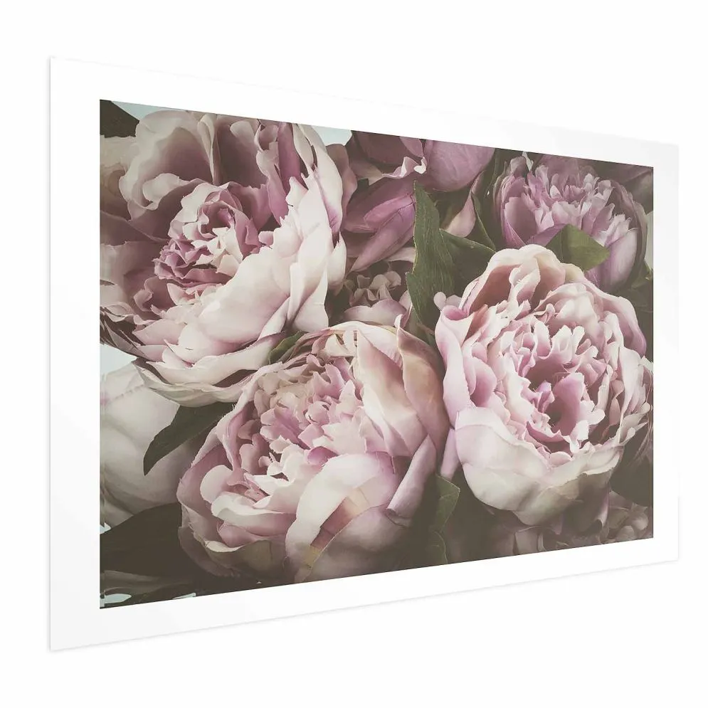 Plakat Różowe piwonie 90x60 cm bez ramy z marginesem | MIRAT.