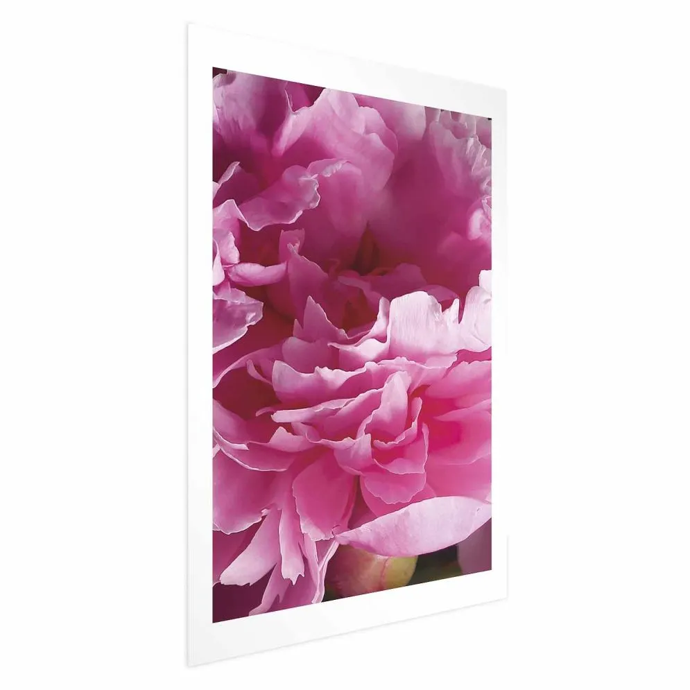 Plakat Piękne piwonie 60x90 cm bez ramy z marginesem | MIRAT.