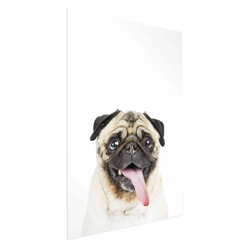 Plakat Mops 29,7x42 cm bez ramy bez marginesu | MIRAT.