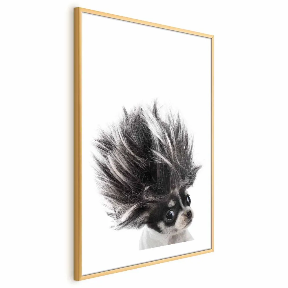 Plakat Chihuahua 40x60 cm z ramą złotą z marginesem | MIRAT.