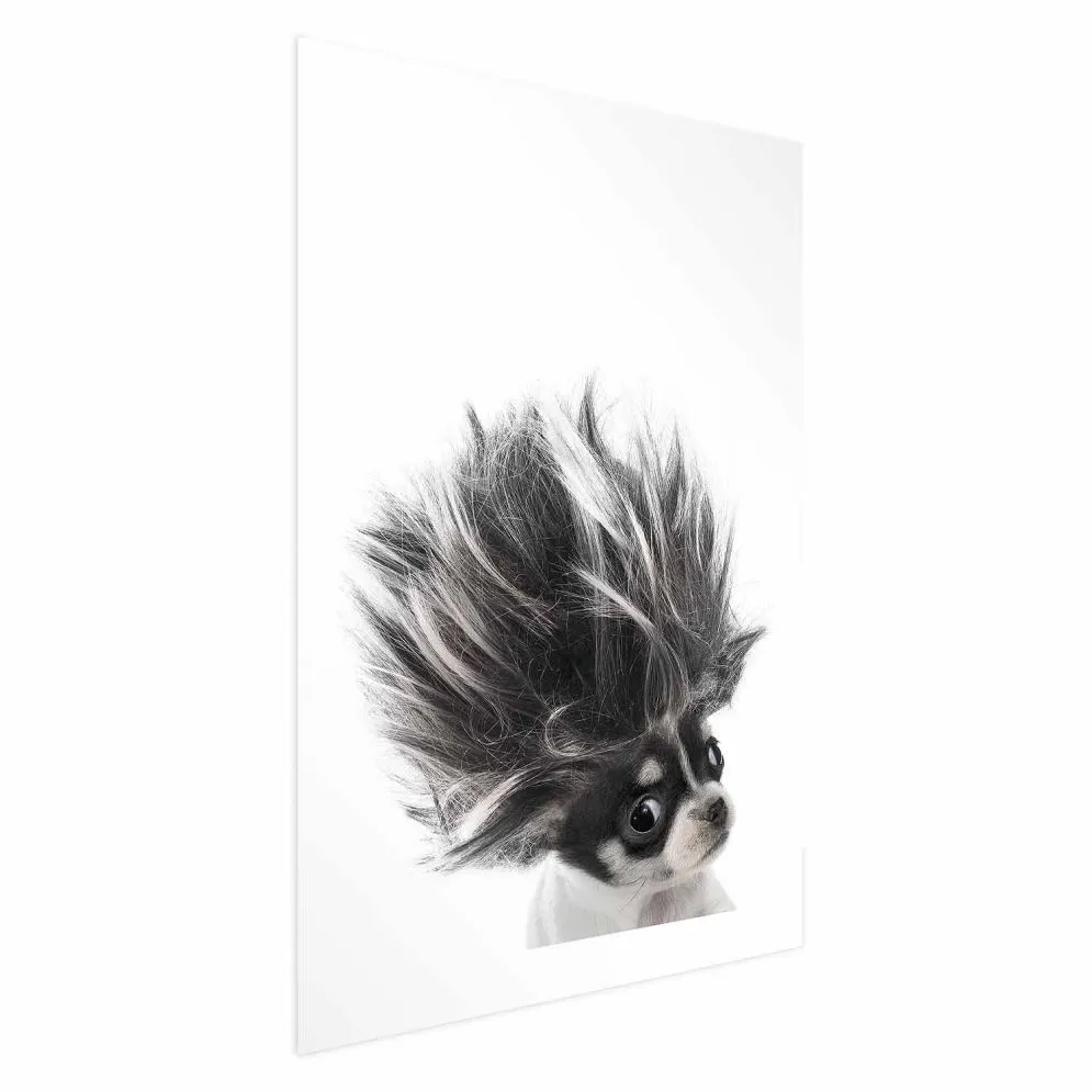 Plakat Chihuahua 40x60 cm bez ramy z marginesem | MIRAT.