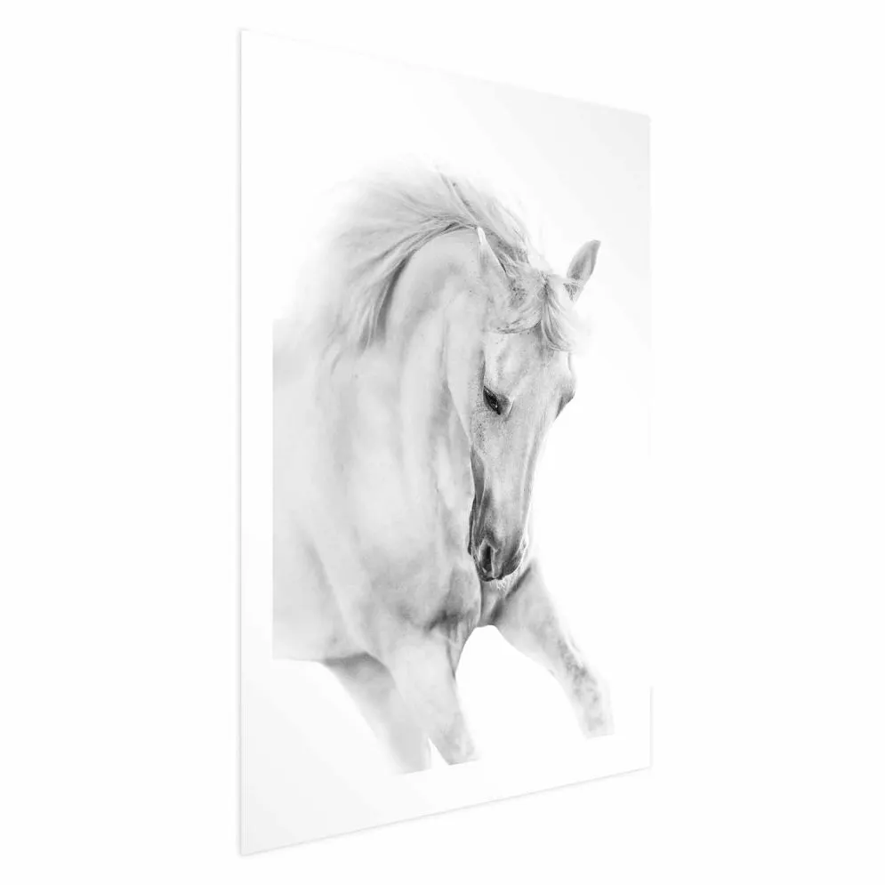 Plakat Biały koń 29,7x42 cm bez ramy z marginesem | MIRAT.