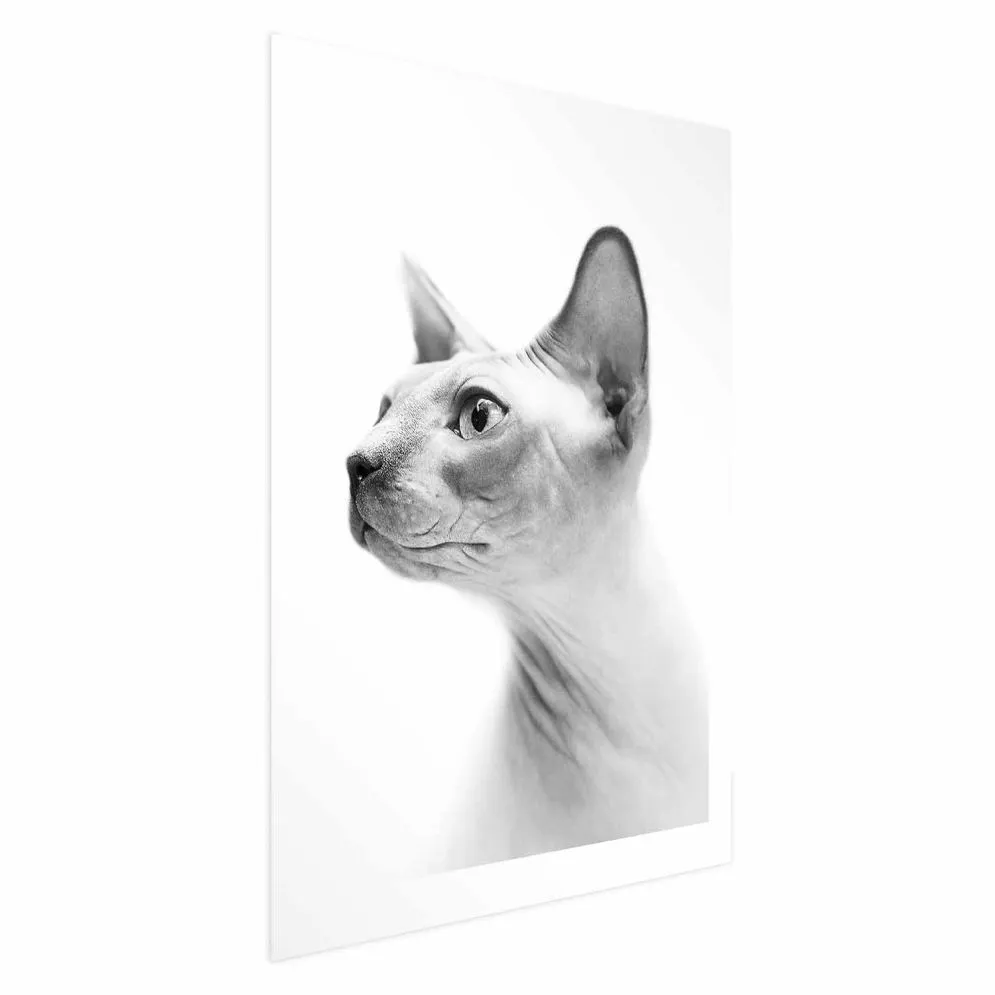 Plakat bezwłosy kot 29,7x42 cm bez ramy z marginesem | MIRAT.