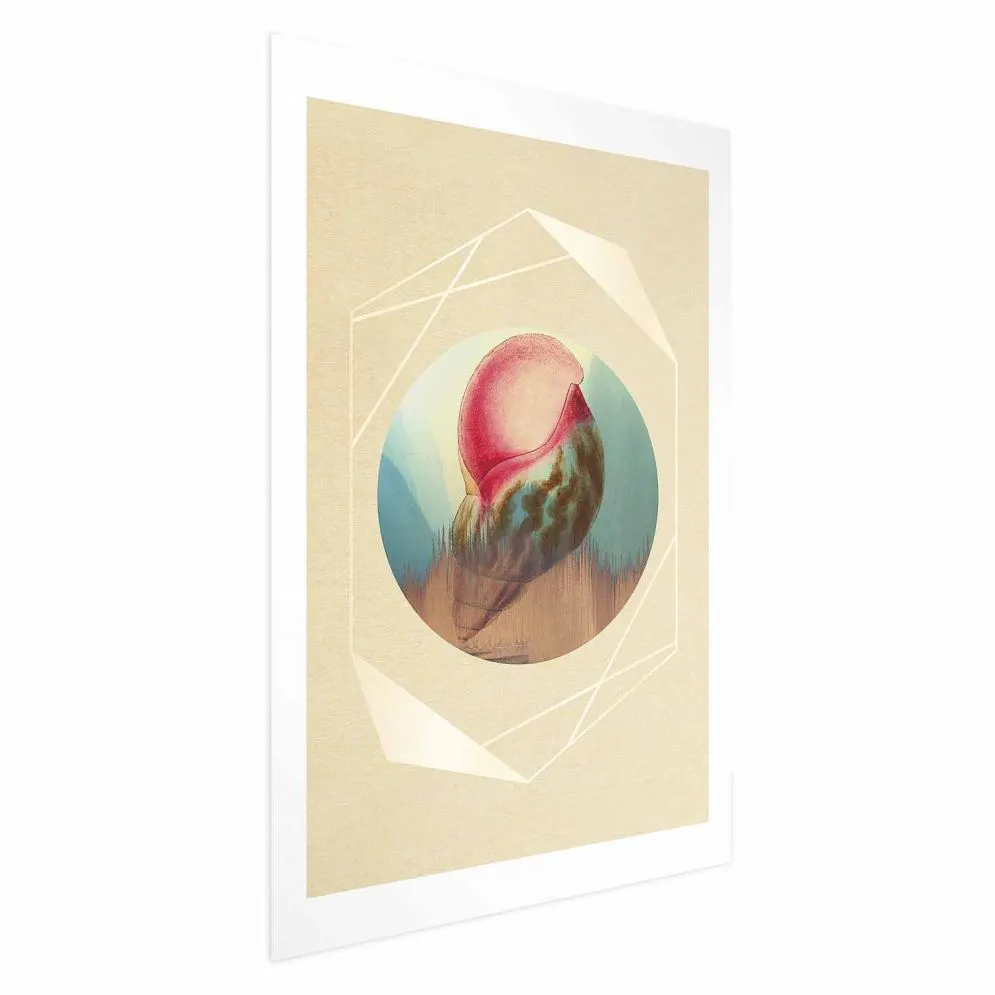 Plakat Muszla 40x60 cm bez ramy z marginesem | MIRAT.