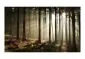 Fototapeta - Las iglasty - poranna mgła-2