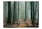 Fototapeta - Witches' forest-2