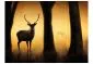 Fototapeta - Deer in his natural habitat-2