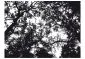 Fototapeta - Bleak forest-2