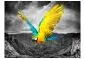 Fototapeta - Exotic parrot-2