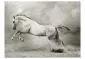Fototapeta - Dziki ogier-2