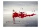 Fototapeta - Red beauty-2