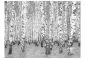 Fototapeta - Brzozowe zacisze-2