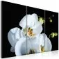 Obraz - Śnieżnobiała orchidea-1
