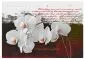 Fototapeta - Pamiętnik i orchidea-2