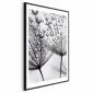 Plakat Rosa 40x60 cm z ramą czarną z marginesem | MIRAT.