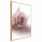 Plakat Różany cień 60x90 cm z ramą złotą bez marginesu | MIRAT.