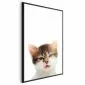 Plakat Zirytowany kot 21x30 cm z ramą czarną bez marginesu | MIRAT.