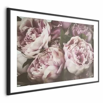 Plakat Różowe piwonie 30x21 cm z ramą czarną z marginesem