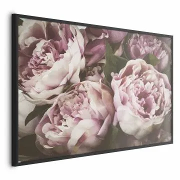 Plakat Różowe piwonie 30x21 cm z ramą czarną bez marginesu