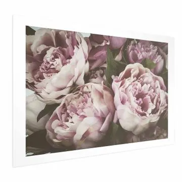Plakat Różowe piwonie 42x29,7 cm bez ramy z marginesem