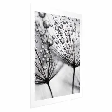 Plakat Rosa 29,7x42 cm bez ramy z marginesem