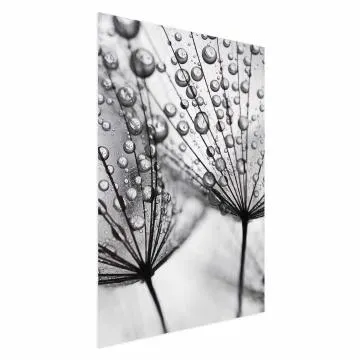 Plakat Rosa 60x90 cm bez ramy bez marginesu