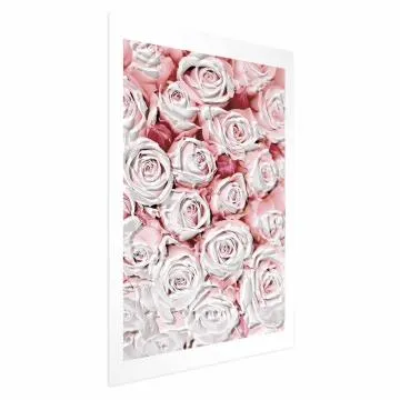 Plakat Białe róże 40x60 cm bez ramy z marginesem