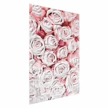 Plakat Białe róże 21x30 cm bez ramy bez marginesu