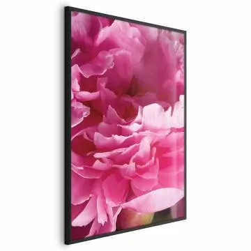 Plakat Piękne piwonie 21x30 cm z ramą czarną bez marginesu