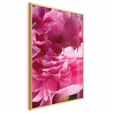 Plakat Piękne piwonie 29,7x42 cm z ramą złotą bez marginesu