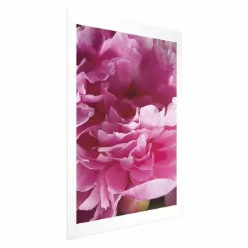 Plakat Piękne piwonie 21x30 cm bez ramy z marginesem
