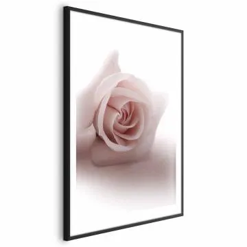 Plakat Różany cień 60x90 cm z ramą czarną z marginesem