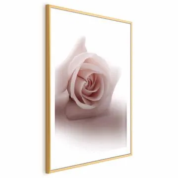 Plakat Różany cień 60x90 cm z ramą złotą z marginesem
