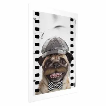 Plakat Mops w czapce 21x30 cm bez ramy z marginesem