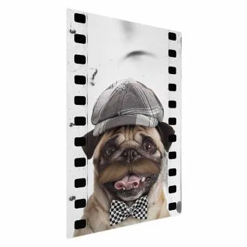 Plakat Mops w czapce 40x60 cm bez ramy bez marginesu