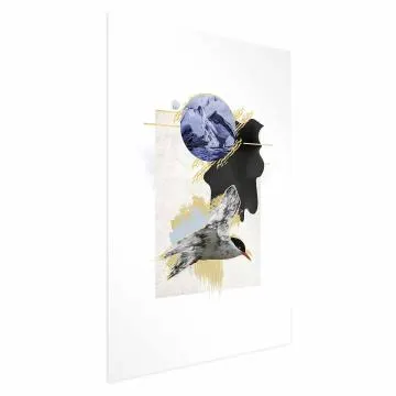 Plakat Rybitwa antarktyczna 60x90 cm bez ramy z marginesem