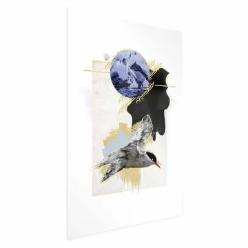Plakat Rybitwa antarktyczna 60x90 cm bez ramy bez marginesu