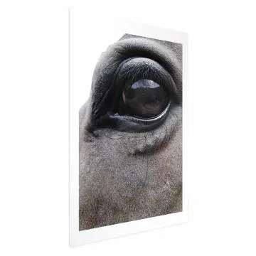 Plakat Szczere oczy 40x60 cm bez ramy z marginesem