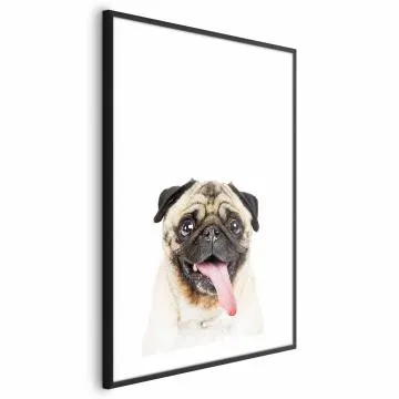 Plakat Mops 40x60 cm z ramą czarną z marginesem