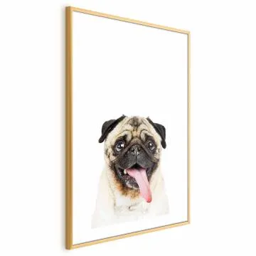 Plakat Mops 21x30 cm z ramą złotą z marginesem