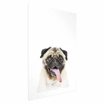 Plakat Mops 21x30 cm bez ramy z marginesem